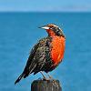 Long-tailed Meadowlark, near El Calafate - Patagonia